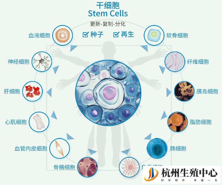 诱导多能干细胞疗法修复患者角膜