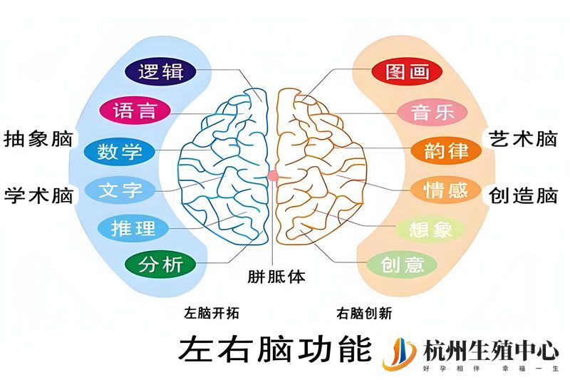 人体内非脑细胞也有学习和记忆能力