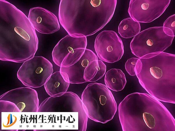 右侧卵巢产生的卵泡数量和大小均高于左侧